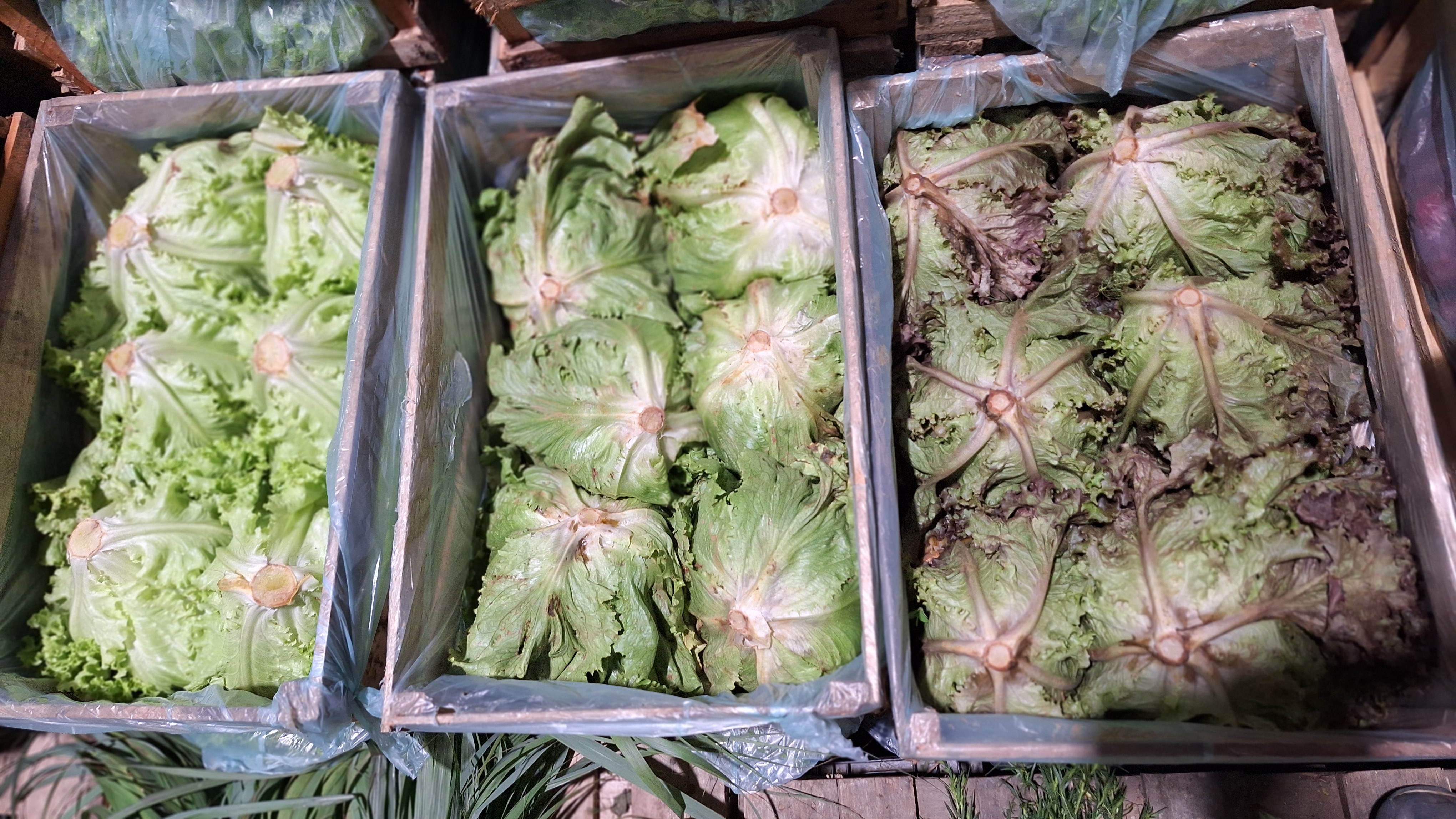 Verduras Frescas